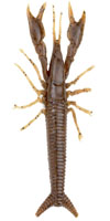 Great for Carolina rigs, Texas rigs, and as a jig trailer. Click for a better view. 