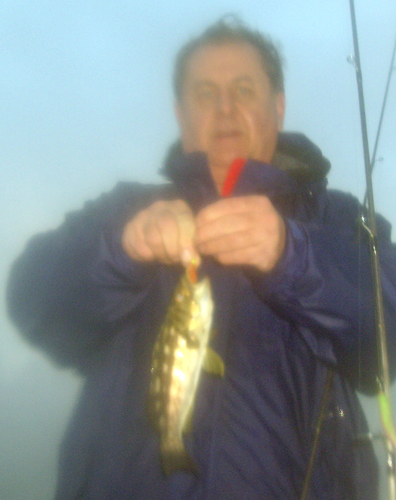 Mission Bay Calico Bass